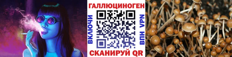 Купить где Богучар Галлюциногенные грибы MAGIC MUSHROOMS